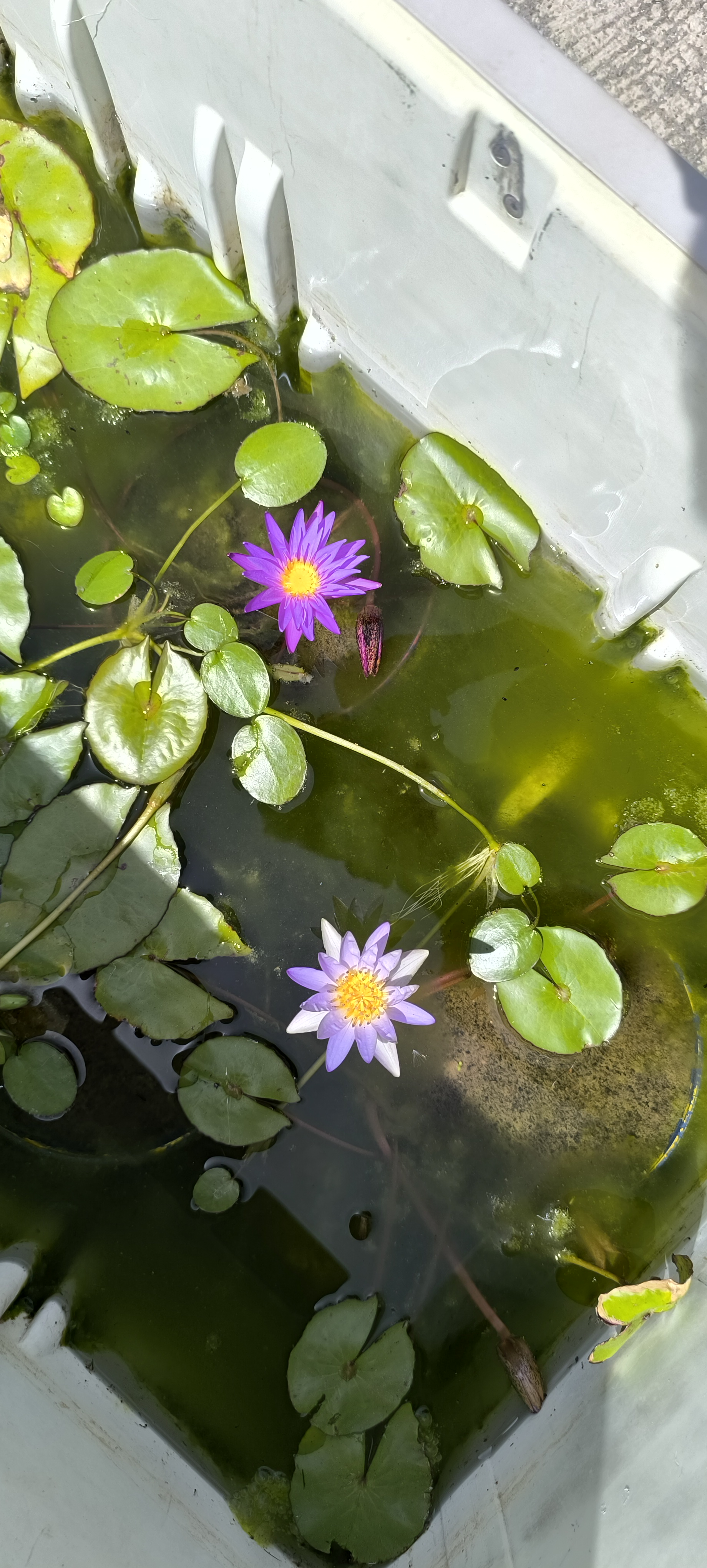Tropical Blue whistle  water lily plant ( per plant) - Alternate View