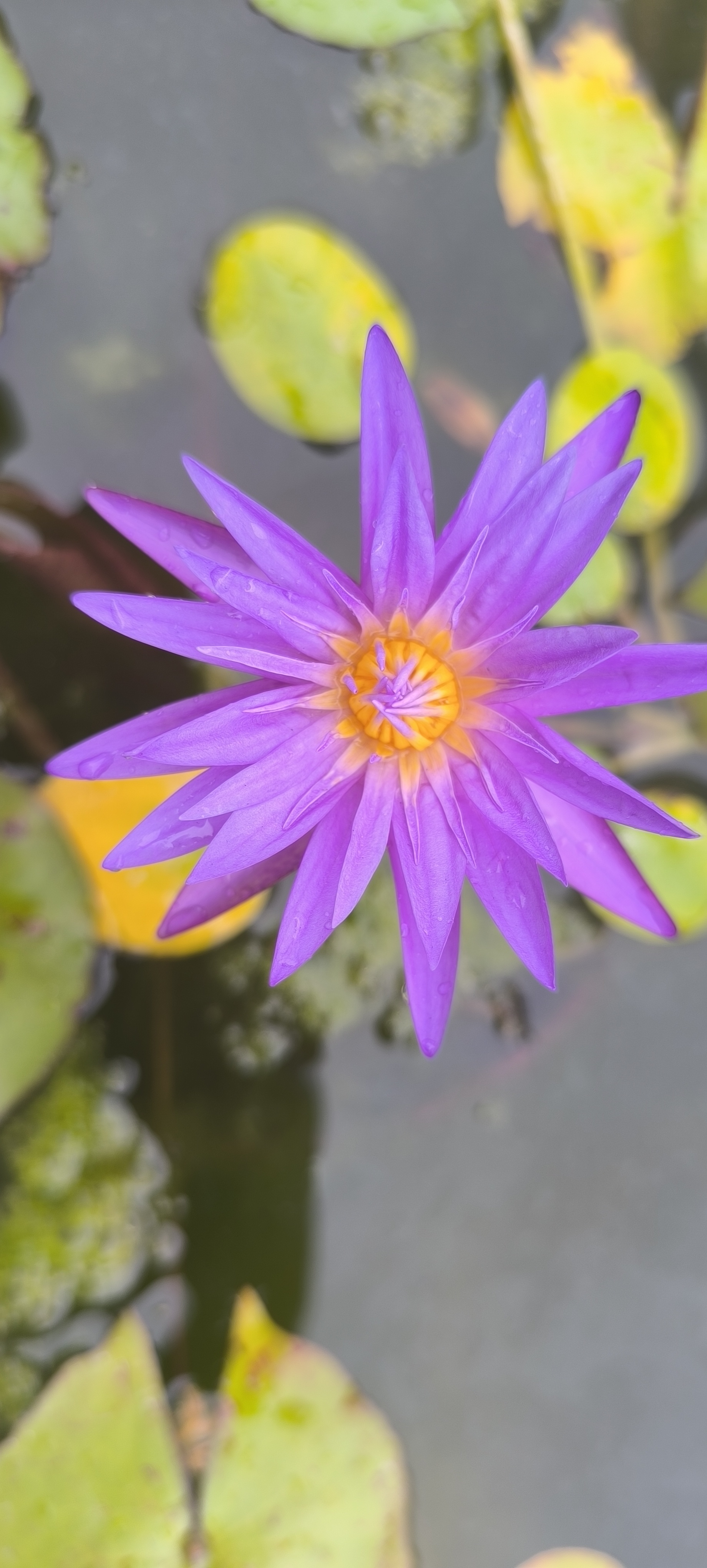 Tropical Blue whistle  water lily plant ( per plant) - Detail View