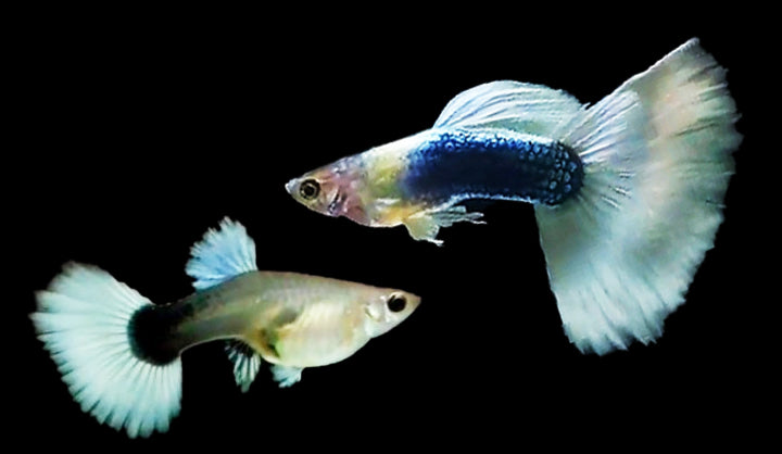 White tuxedo guppy ( per pair) - Alternate View