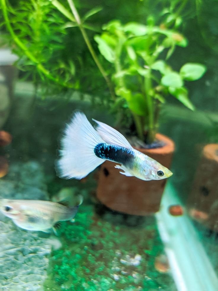 White tuxedo guppy ( per pair) - Detail View